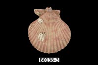 藏品(高貴海扇蛤)的圖片